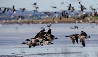 Brent Geese flying over the waters at Strangford Lough