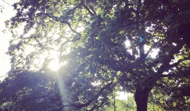 Clement Wilson Park