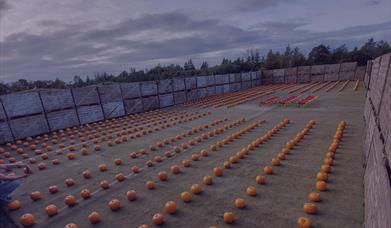 Rosepark Pumpkin Patch
