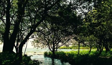 A wooded area with a river flowing into a lake.