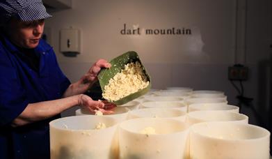 Cheesemaker Julie, making Cheese at Dart Mountain Cheese in Derry. She is filling the cheese molds with curd.
