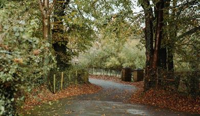 Tree Folklore Walk