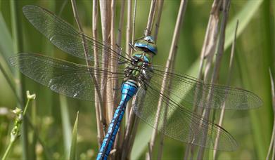 Close up of an emperor dragonfly