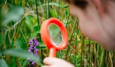 Child examining a flower up close using a magnifying glass.