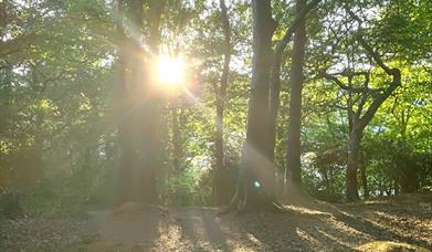 Forest bathing