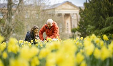 Image shows a man and woman knelt down admiring the display of daffodils with Hillsborough Castle in the background