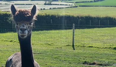 Harlequin Grey  Alpaca called Splodge