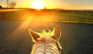 Ginger pony facing into sunset with fields in front