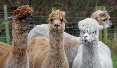 Happy herd