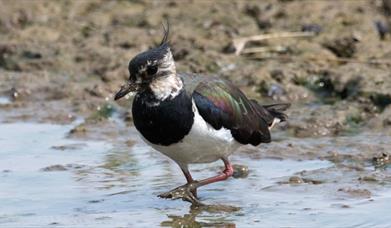 A lapwing wading in mud.