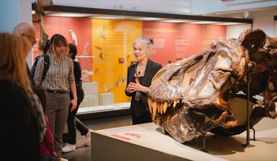 A replica dinosaur skull in the Ulster Museum