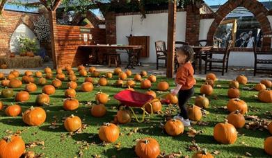 Pumpkin Patch