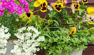 flowers in a pot