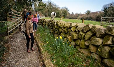 Group enjoying the Mourne Dry Stone Wall Building experience with a goat walking on the wall beside them