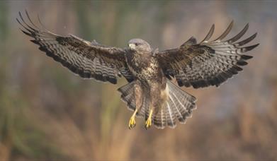 Image of a bird in flight