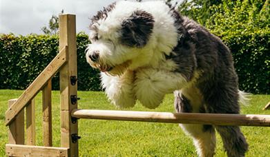 Dog jumping a fence
