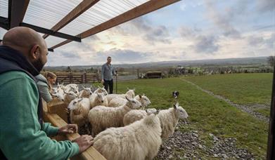 Group watches over Jamese as he talks through the principles of herding sheep
