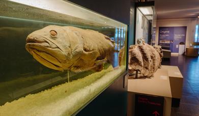 Learn about the  intriguing life of the Coelacanth at the Ulster Museum