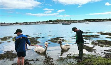 Strangford Bay Alpacas