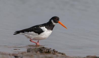 Oystercatcher