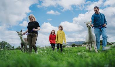 Fabulous group of guests trekking with so many alpacas in field in sunshine