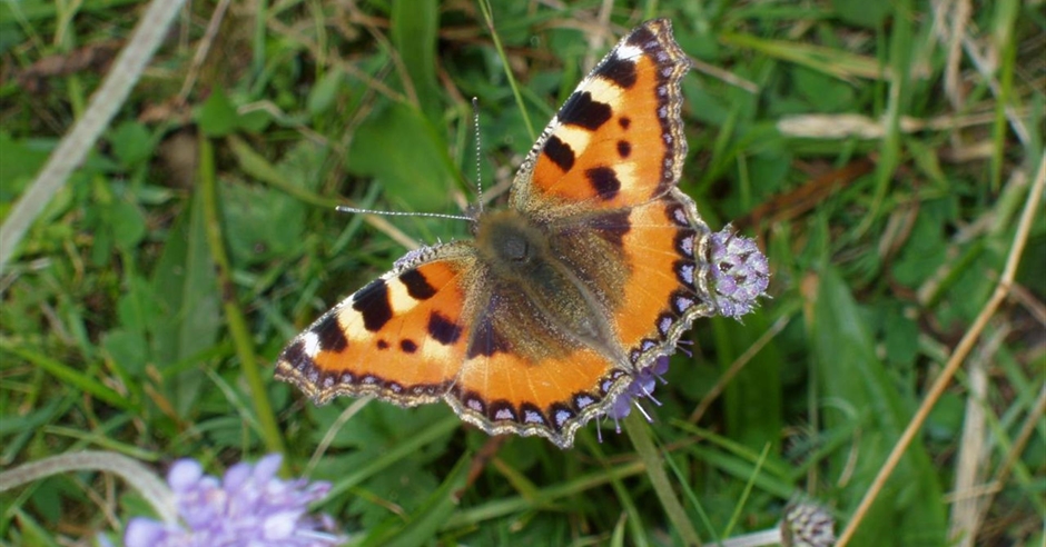 Slievenacloy Nature Reserve - Lisburn - Discover Northern Ireland