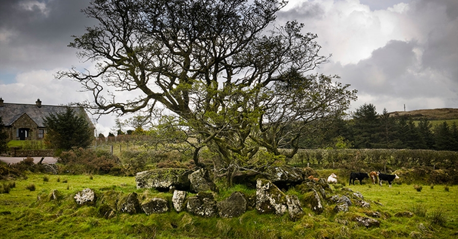 Loughmacrory Wedge Tomb - Loughmacrory - Discover Northern Ireland