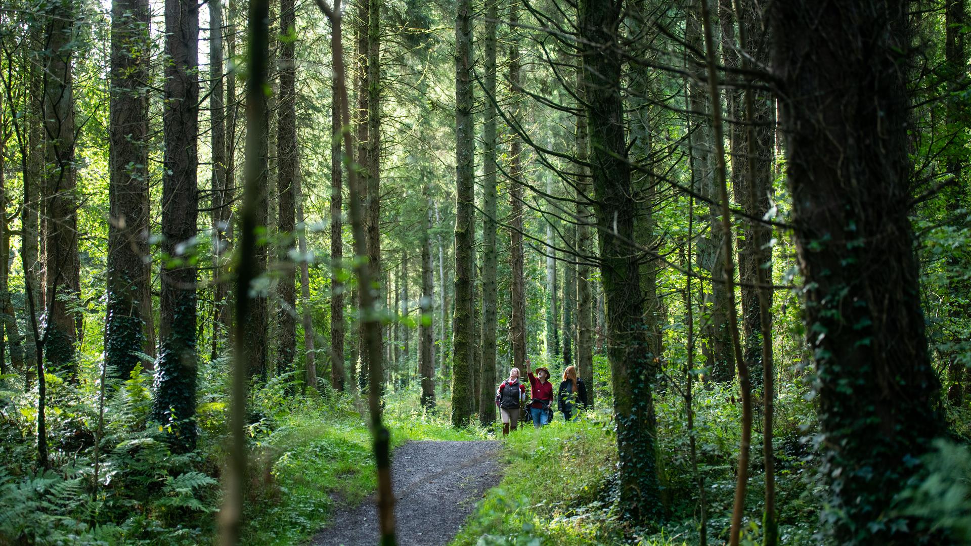 Tom’s Island Walk- Castle Archdale