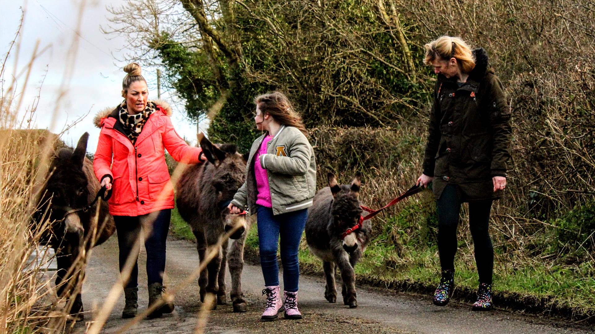 three donkeys and trekkers along road