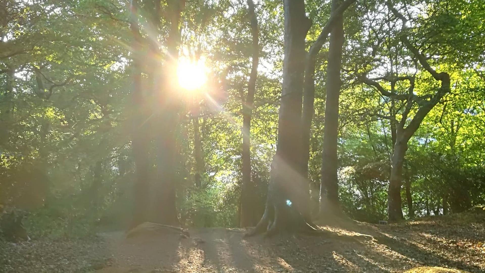 Forest bathing