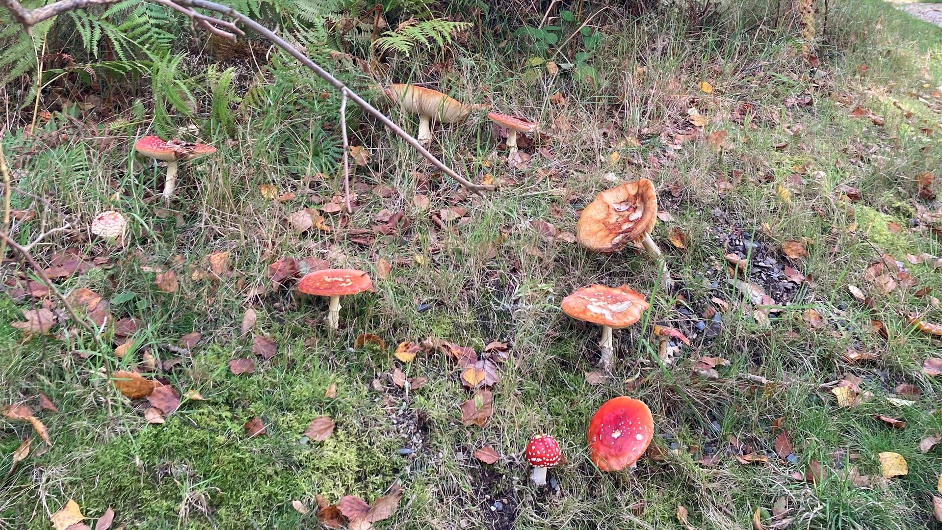 Foraging Funghi  in Finnebrogue Woods
