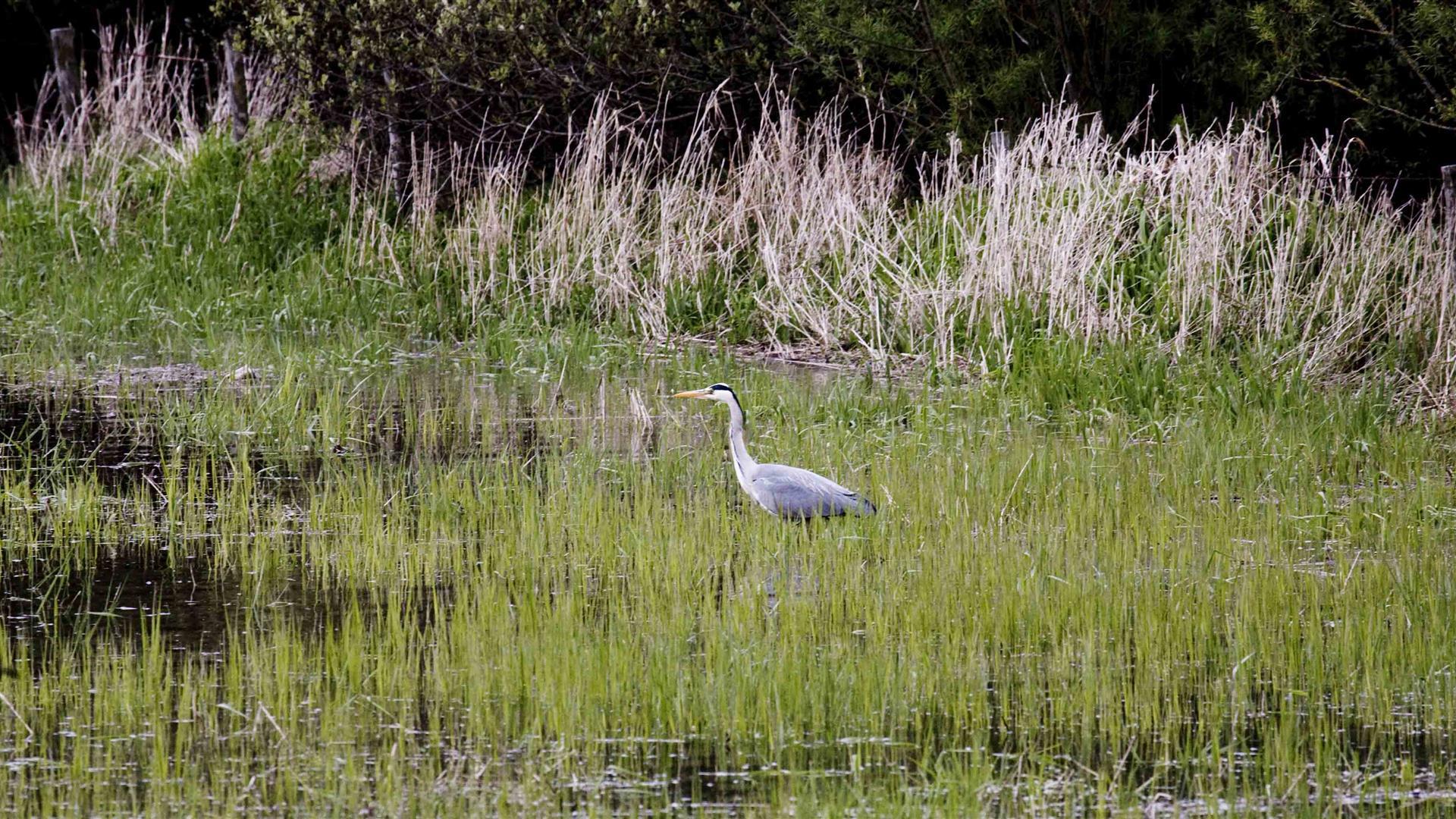 Quoile Pondage Nature Reserve and Countryside Centre