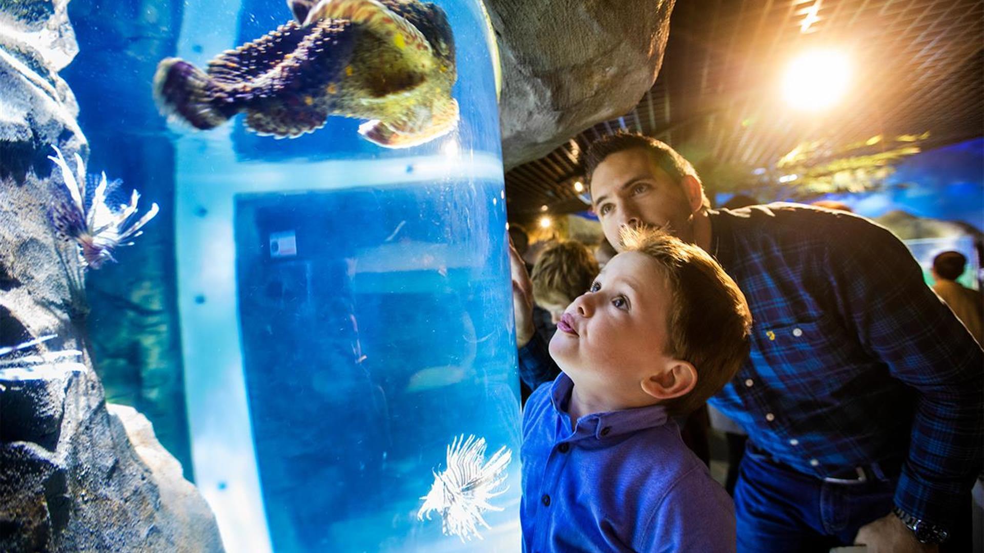 a boy and his dad looking at a sea creature in the tank