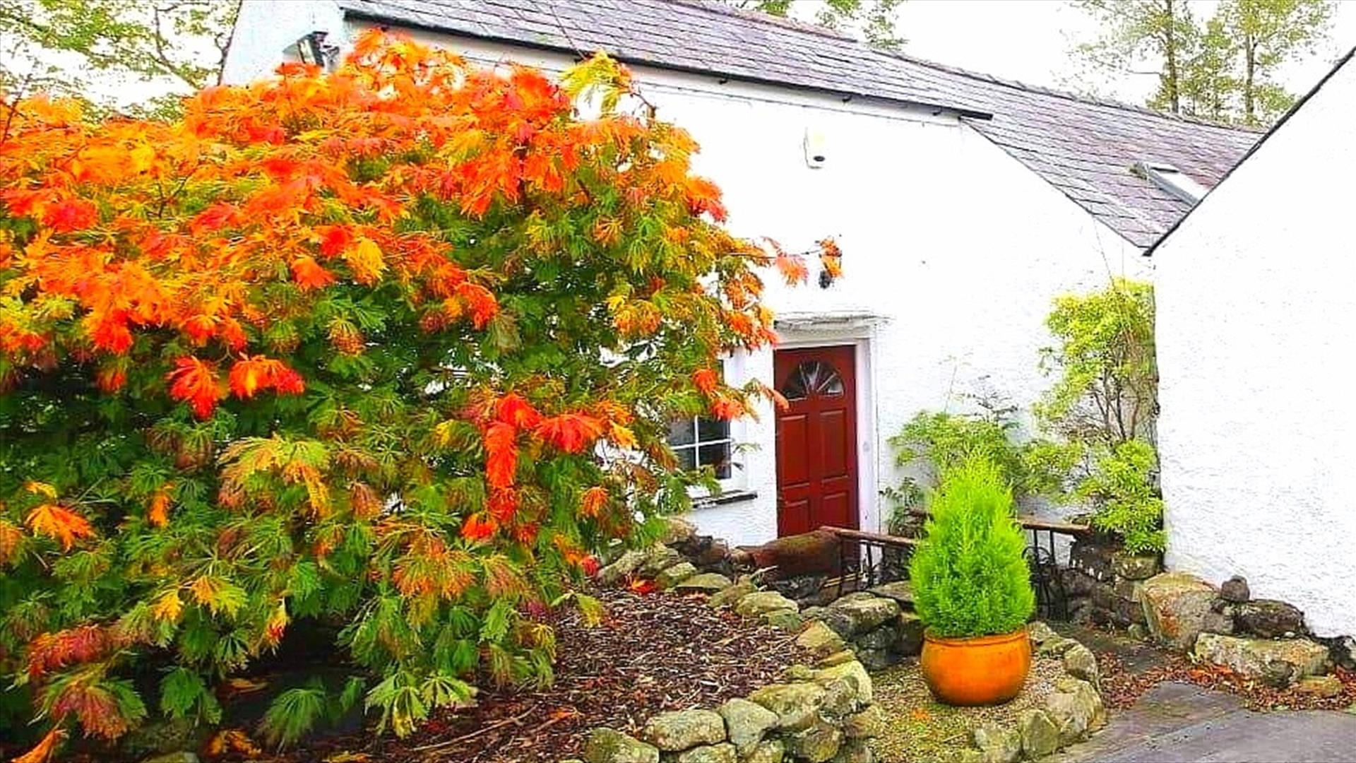 An entrance to a country cottage with a large orange plant and a small potted plant.