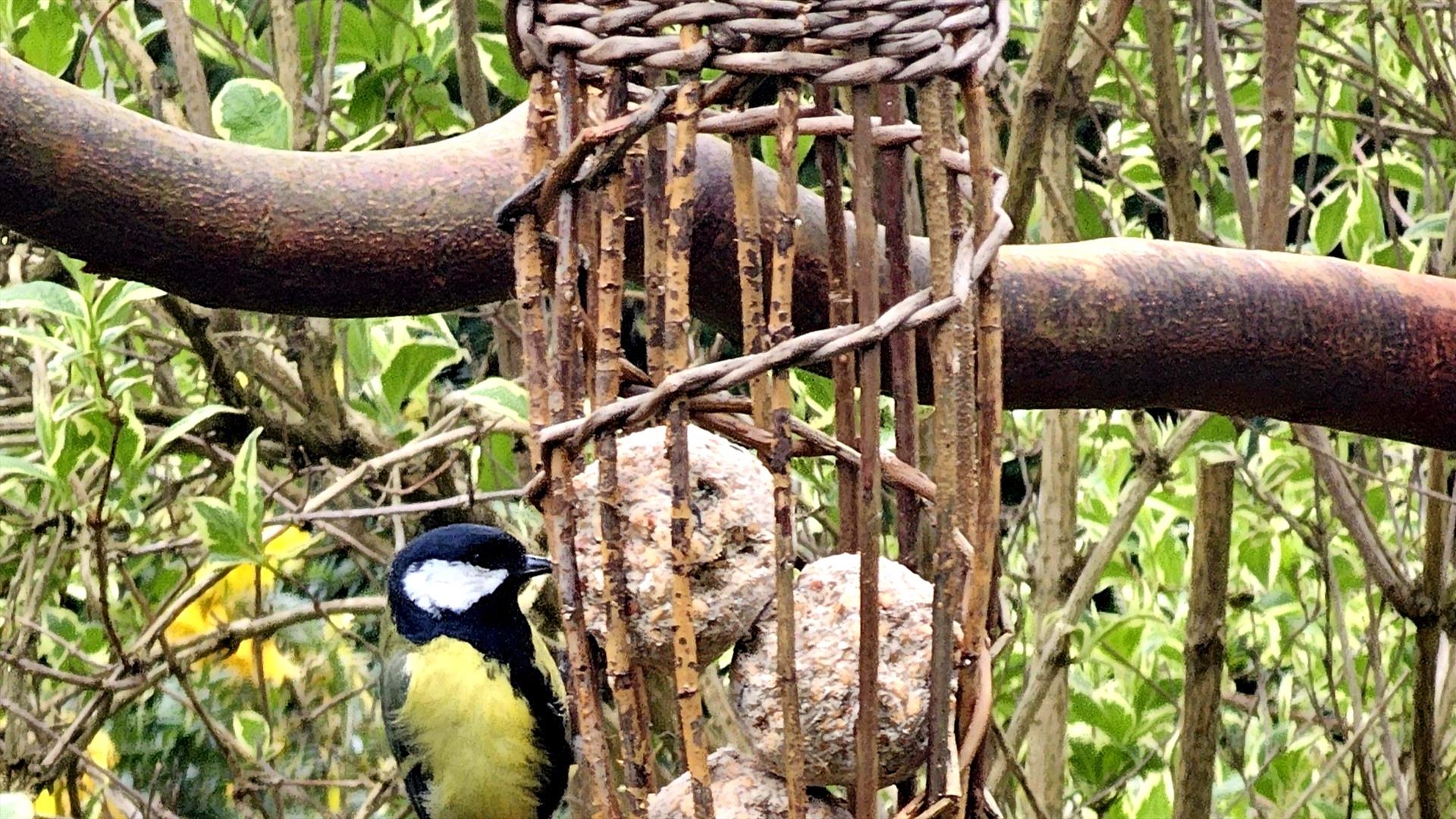 A bird enjoying treats from a willow feeder