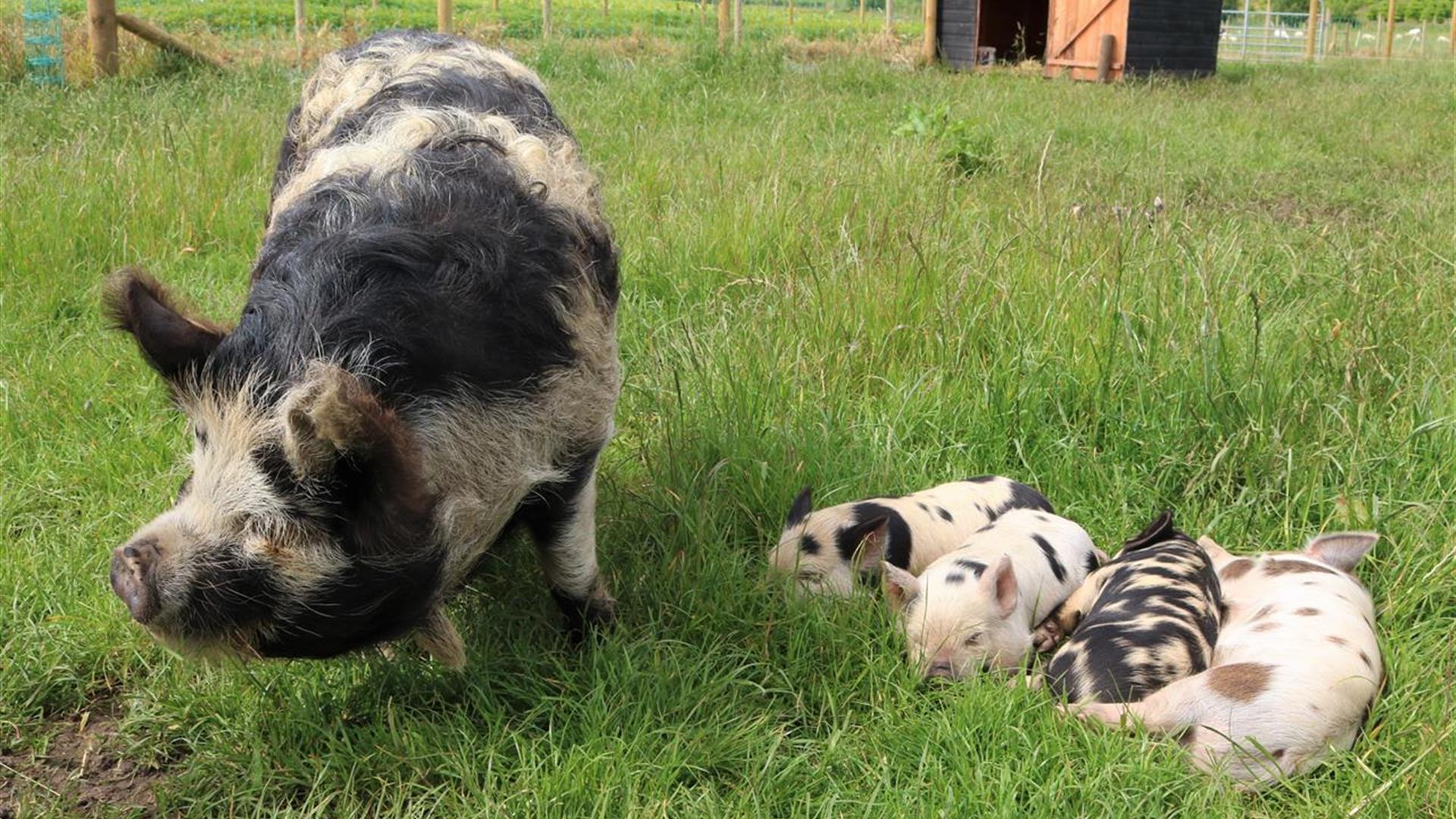 Sow with 4 baby piglets on grass