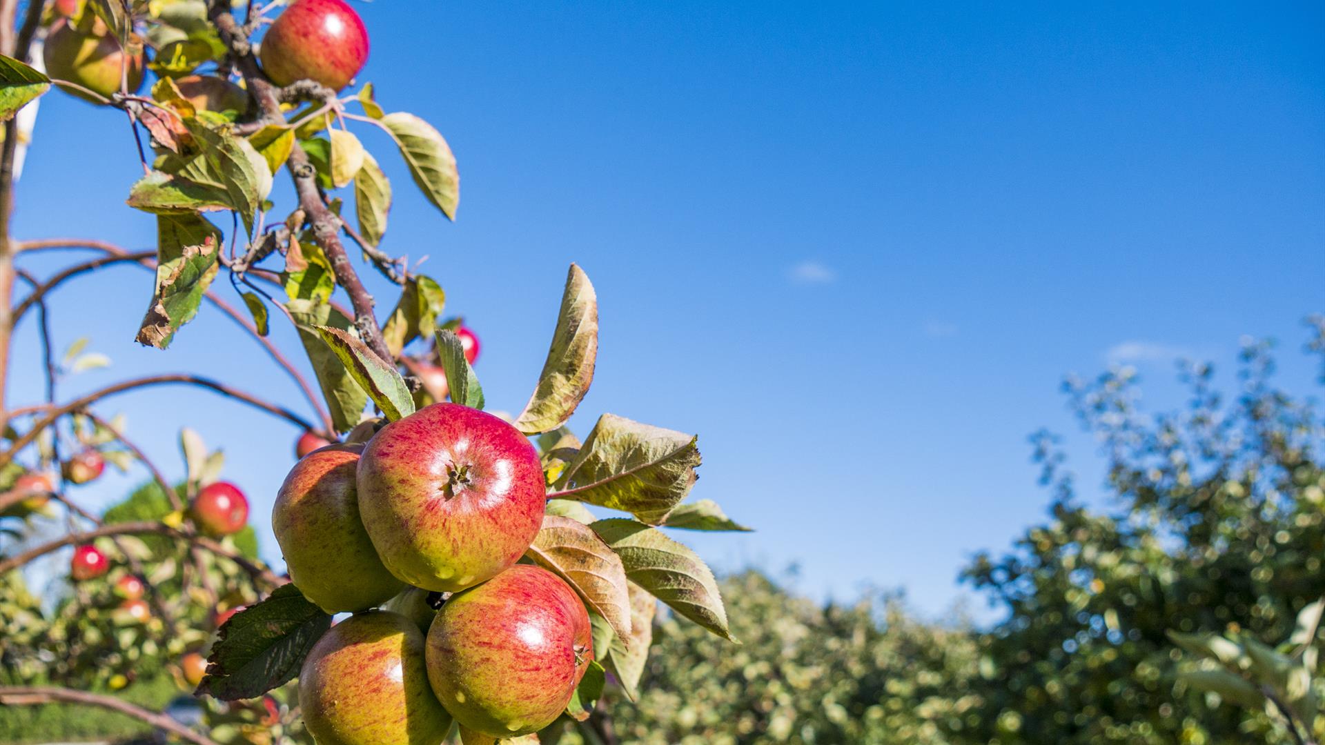 Apples at Ardress