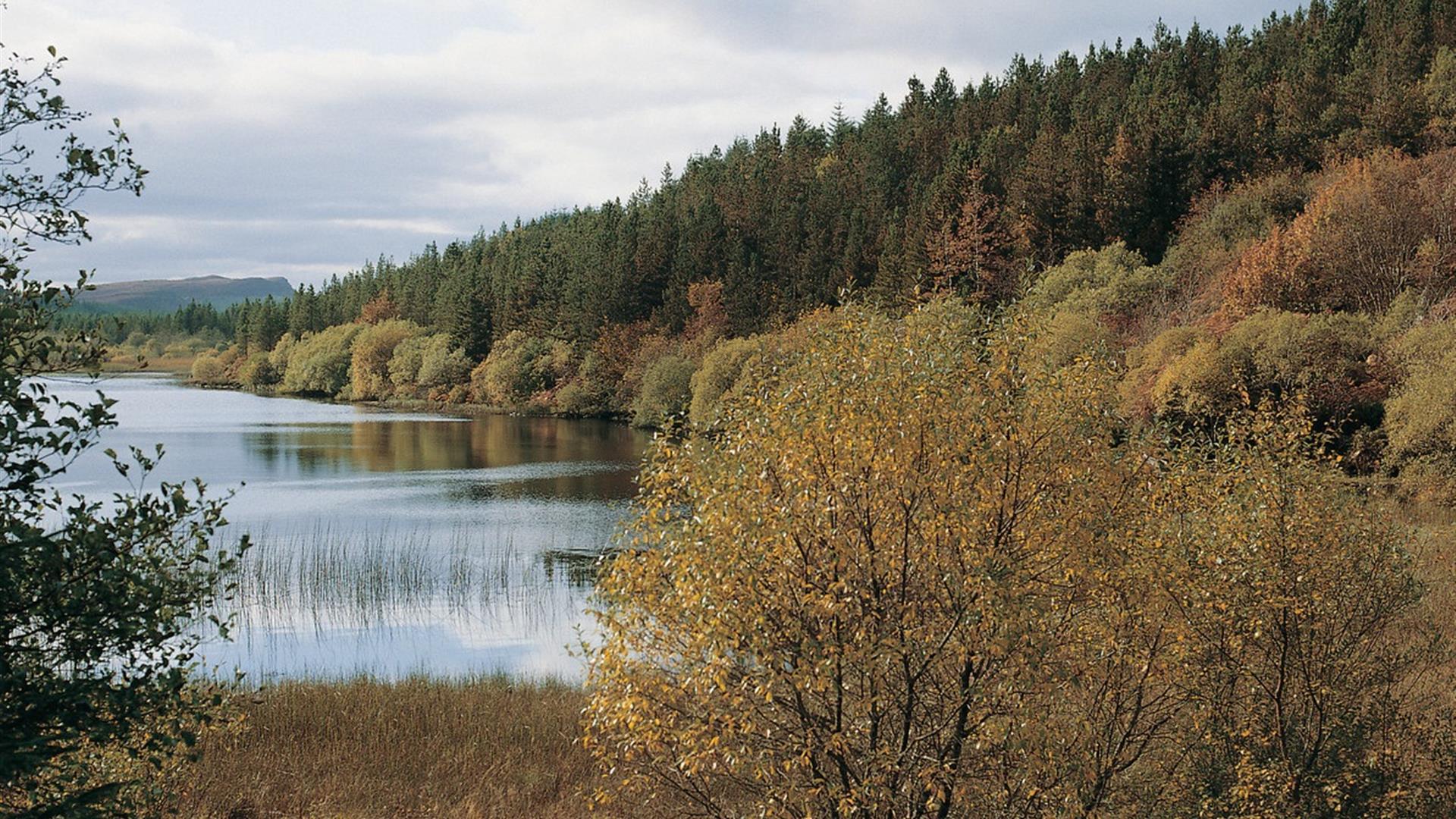 An image of Lough Navar Forest