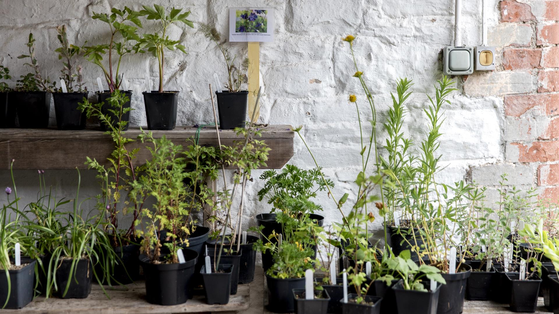 Specialist Plant Fair Weekend