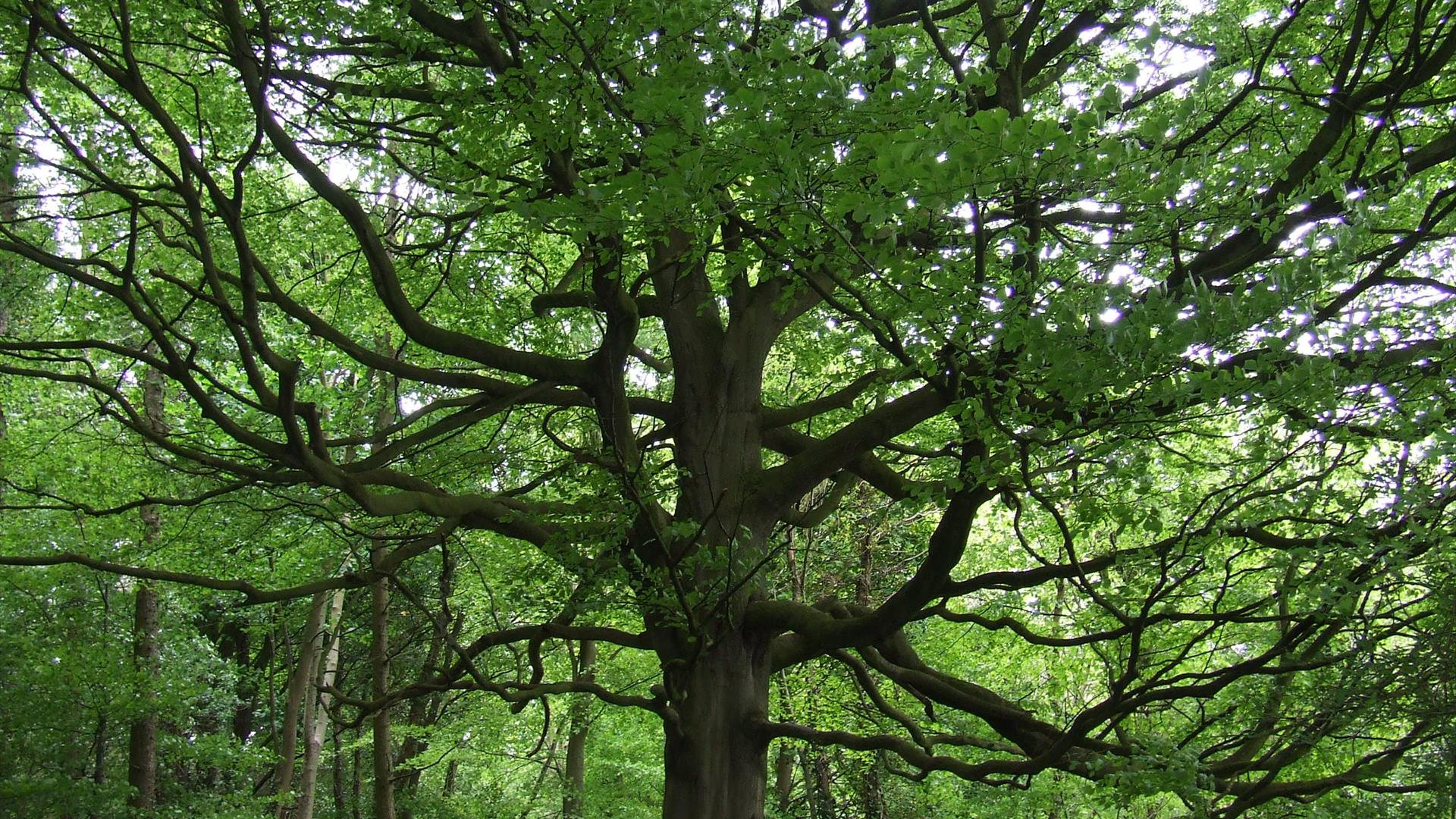 Natures Embrace: Yoga & Forest Wellness