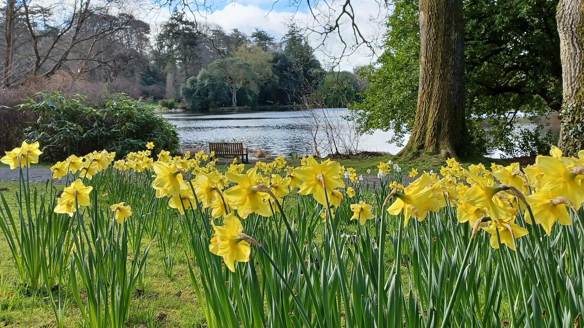 Lake Walk in  Spring