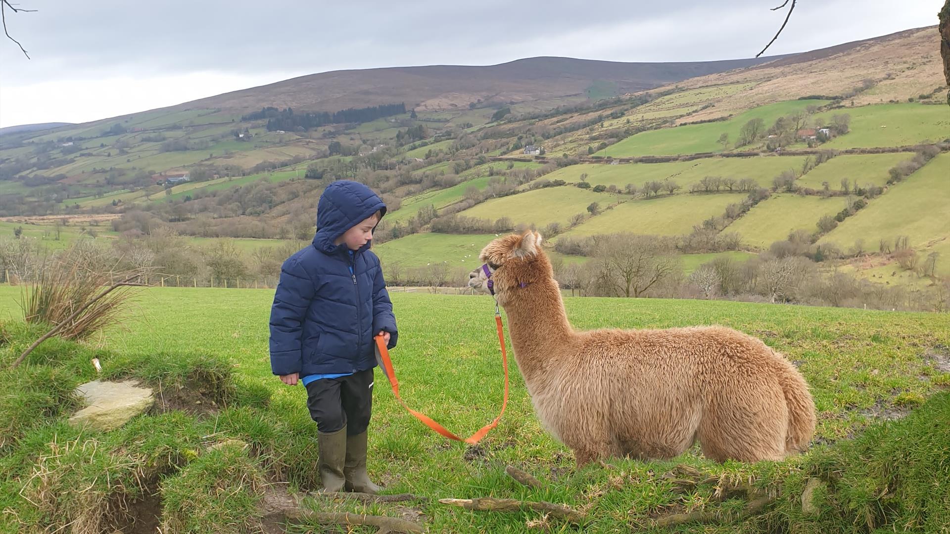 Sperrin alpacas