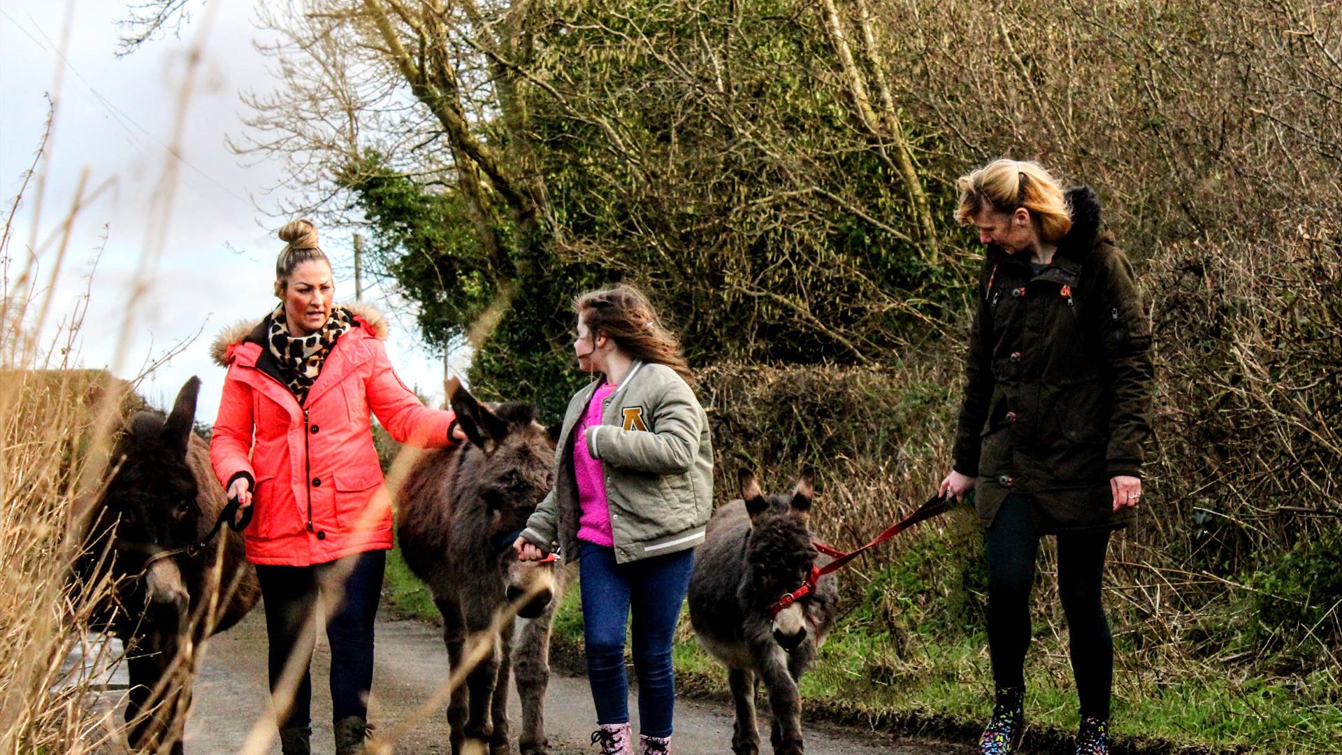 three donkeys and trekkers along road