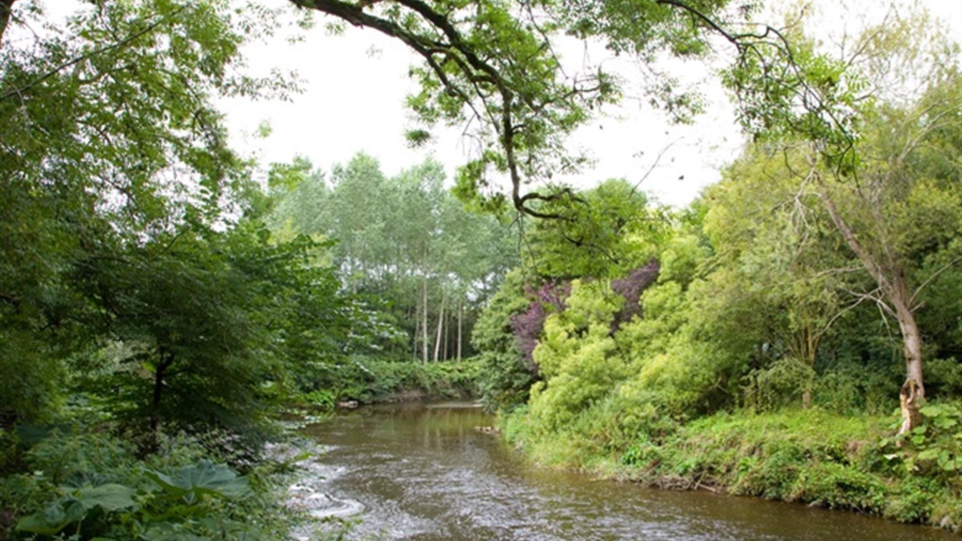 A river flowing through a forest with trees hanging over.