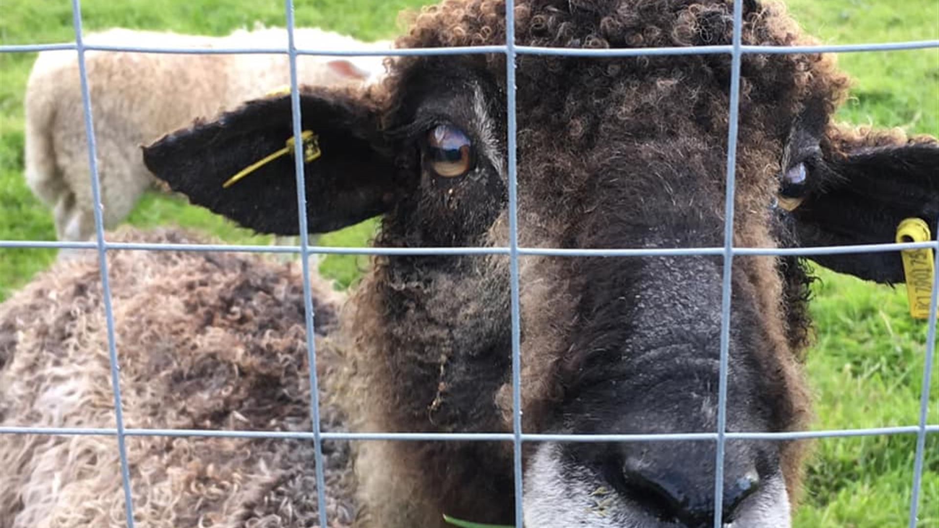 Fermanagh Fun Farm