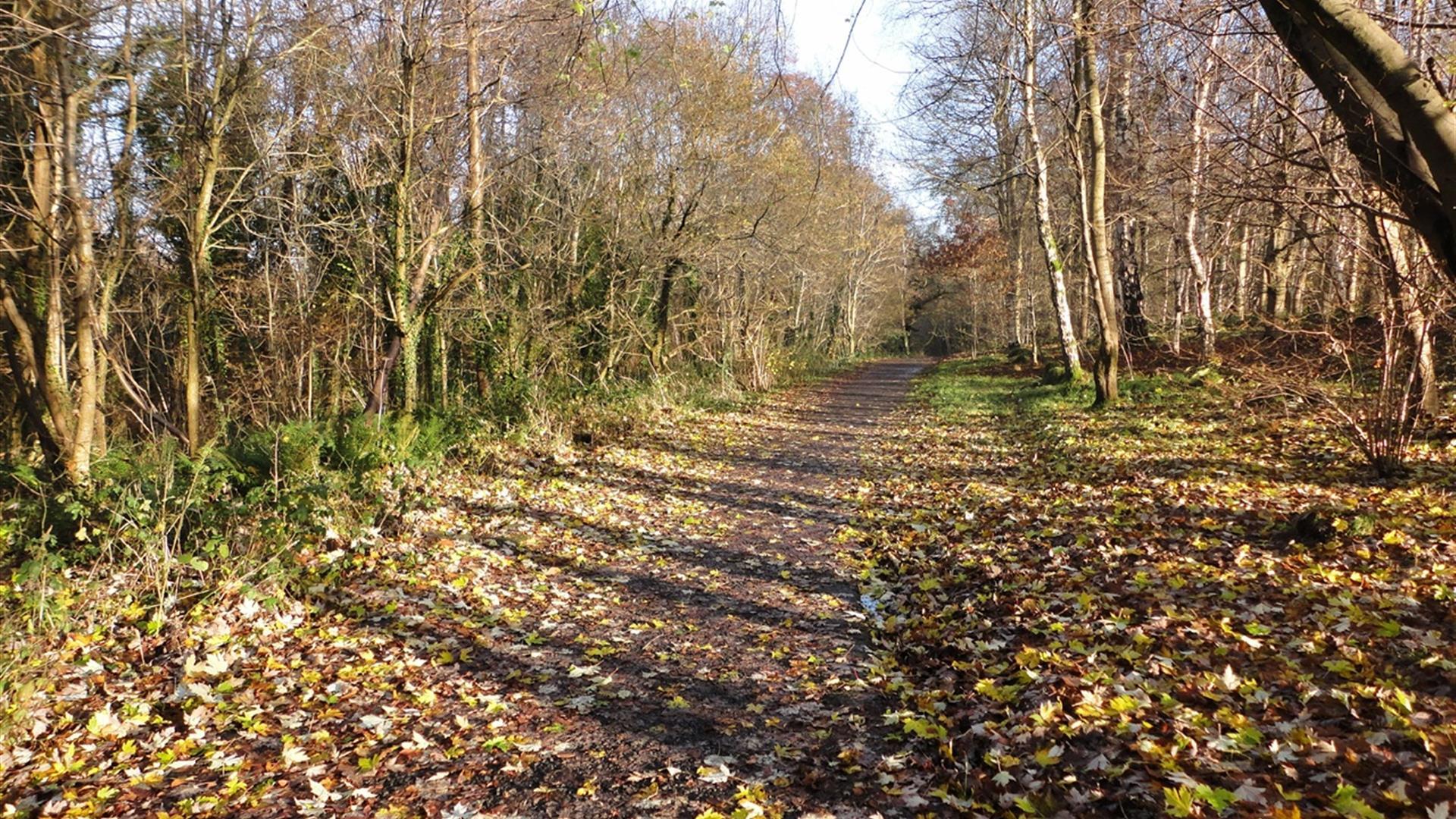Highway to Health, Castlereagh