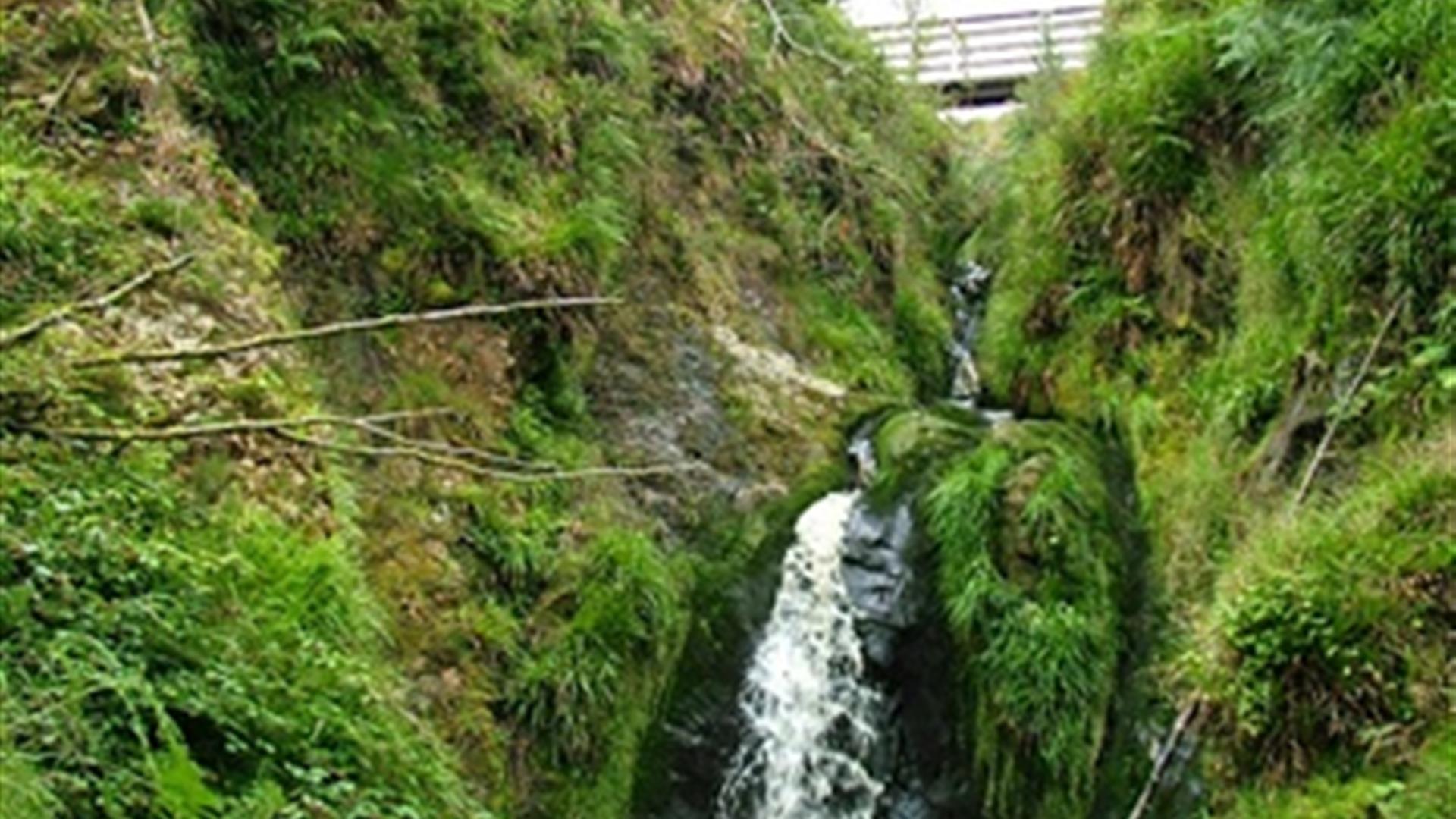 Gortin Forest Nature Trail