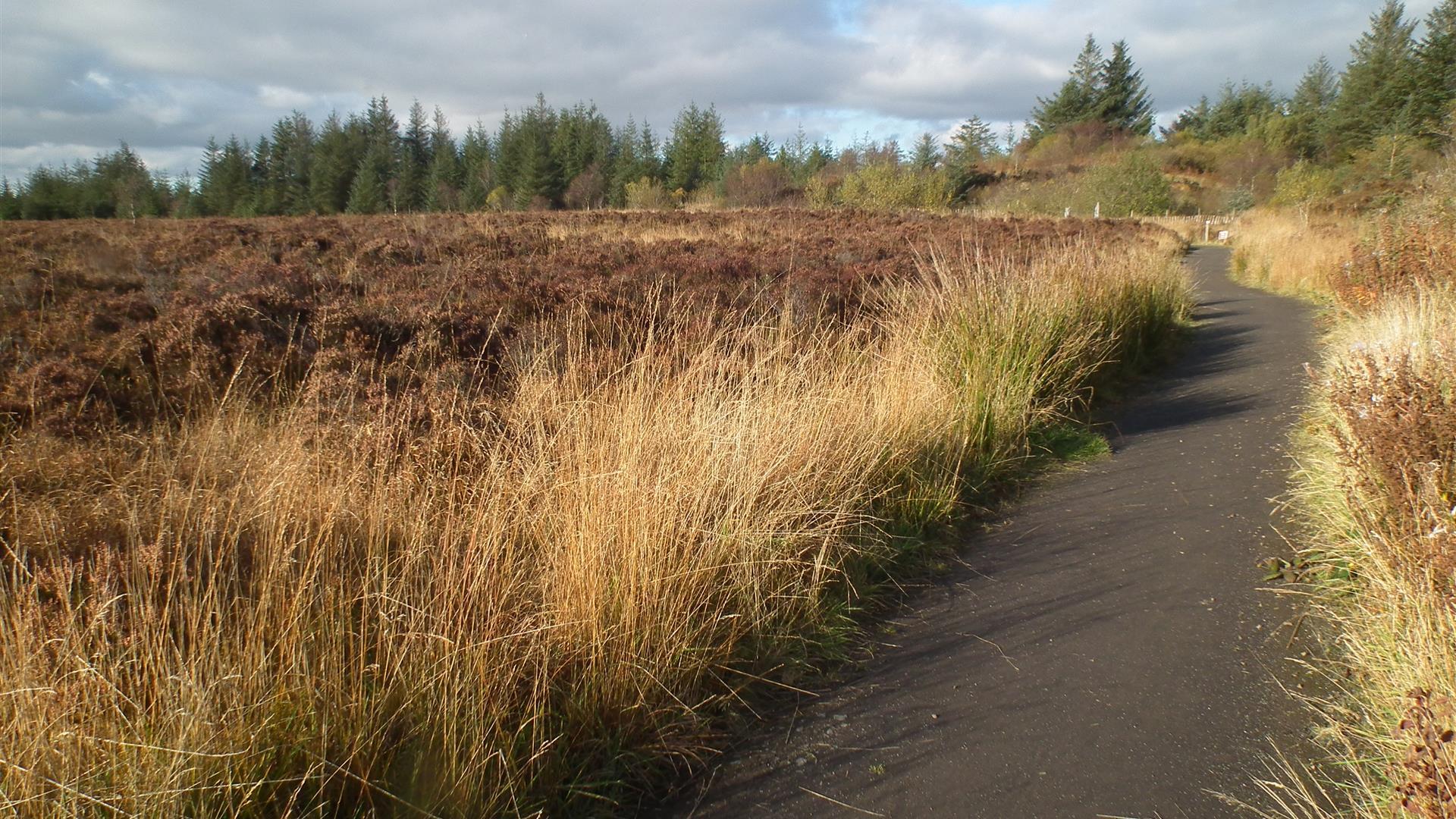 Creggan Wood Walk