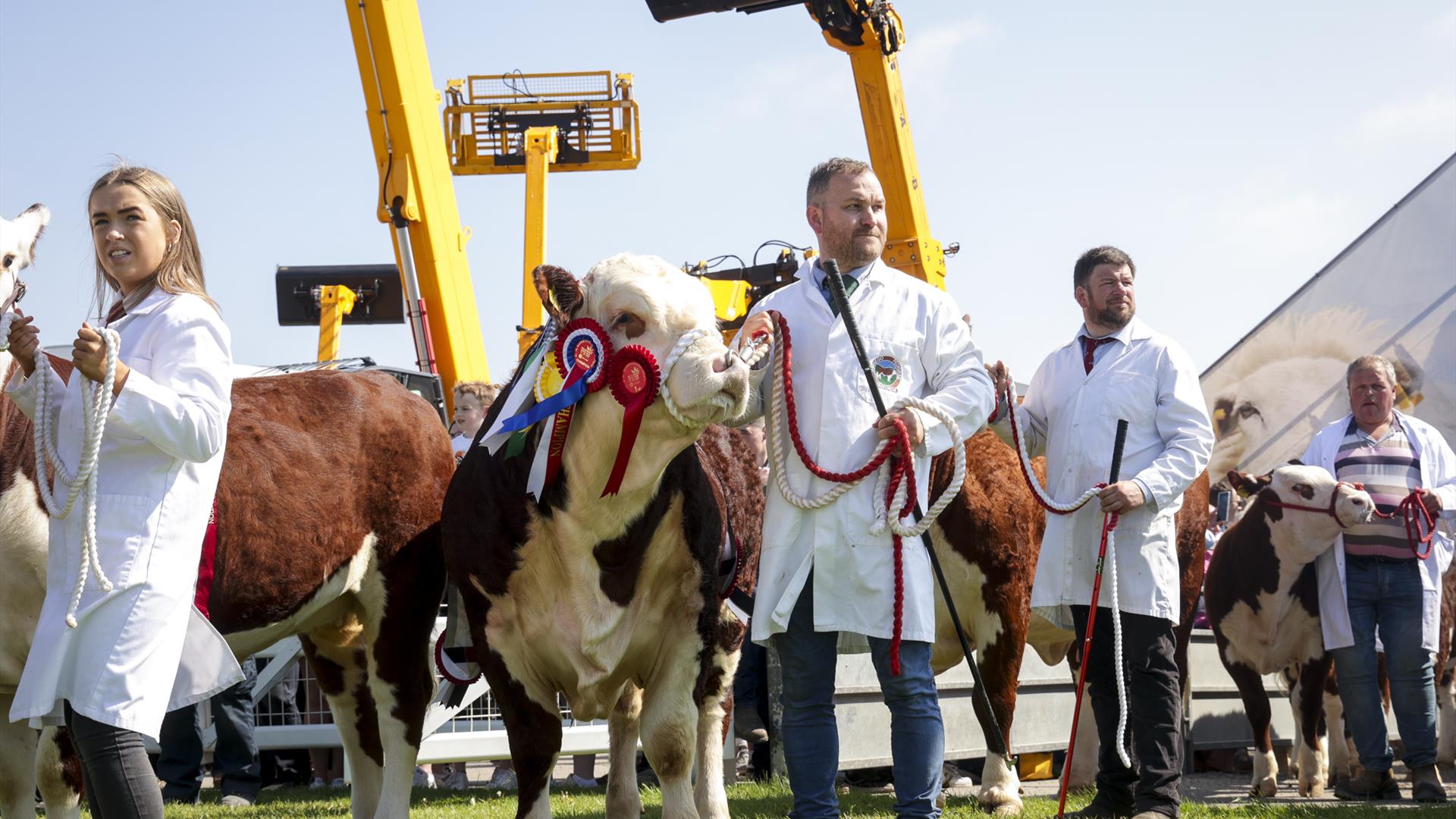 Amazing line-ups of livestock, show jumping, machinery and the latest innovations in agriculture.