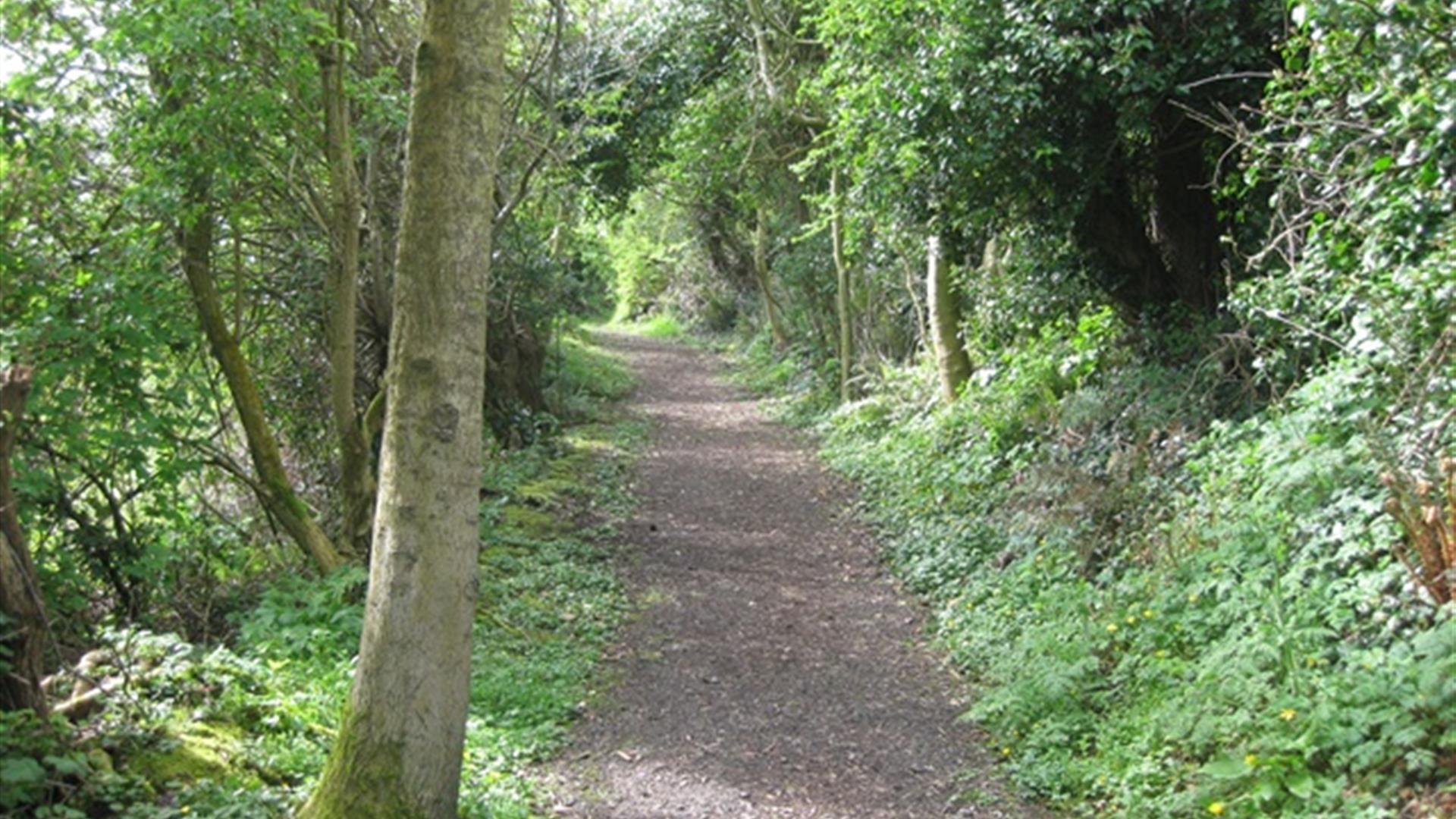 A forest path surrounded by trees.